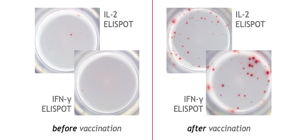 COVID-19 vaccination T cell ELISPOT results