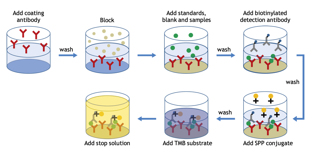 ELISA assay flow diagram