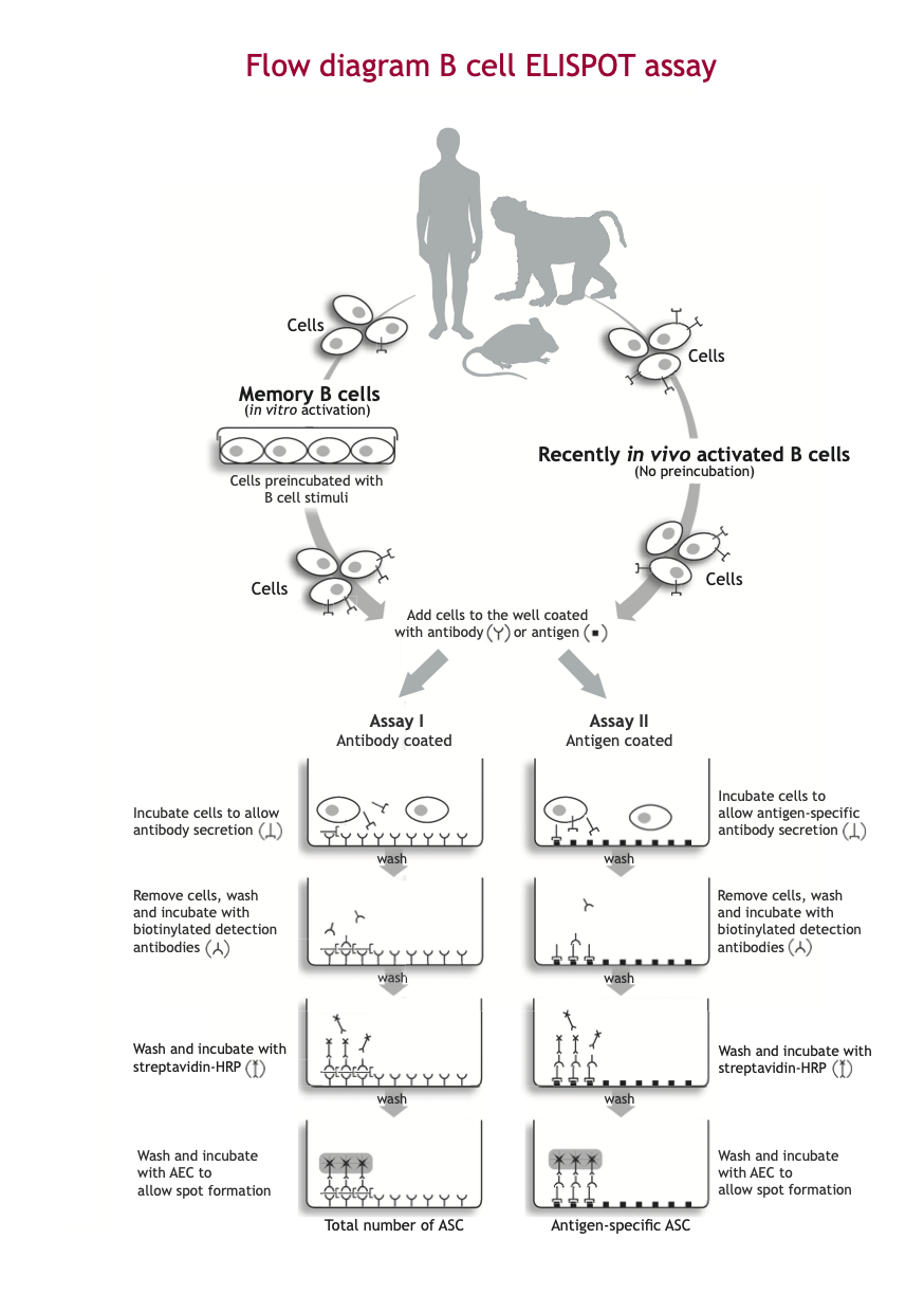 Flow diagram B cell ELISPOT assay