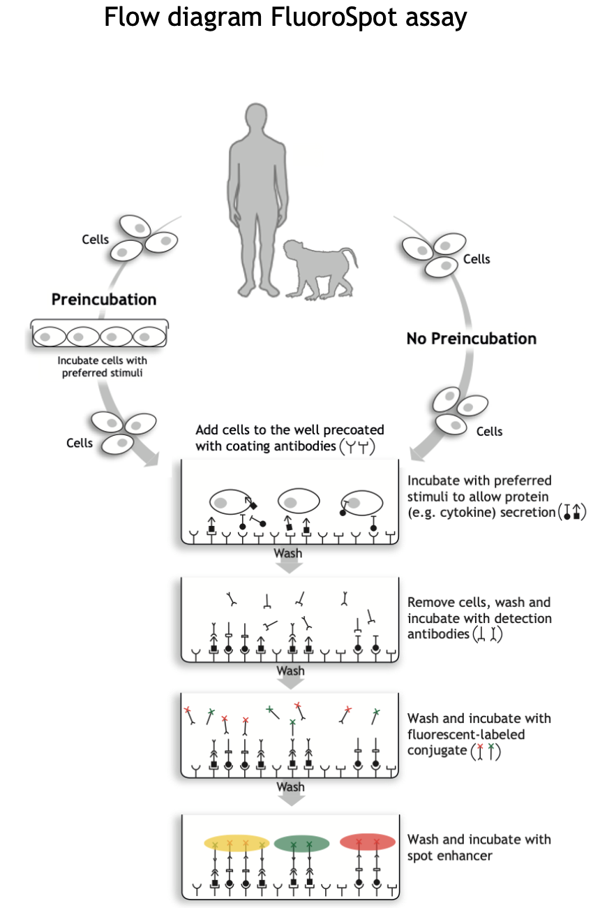 Flow diagram FluoroSpot assay