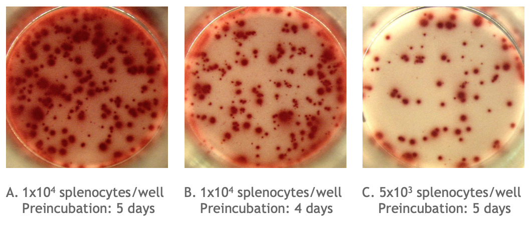 Monkey IgG B cell ELISPOT example