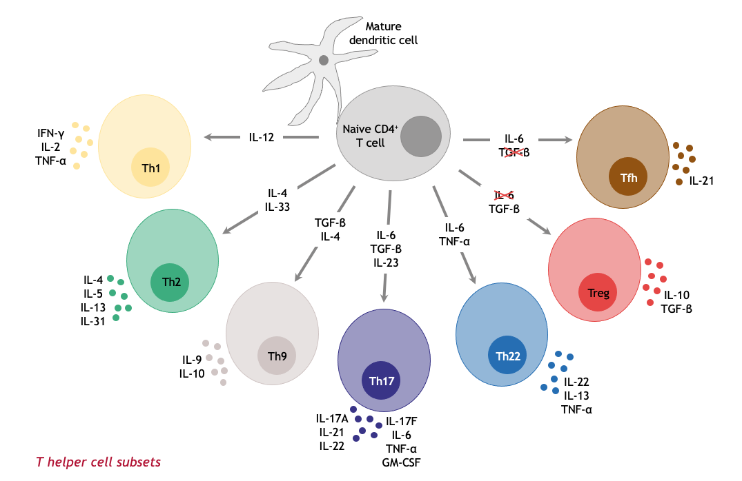 T helper cell subsets